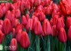 Tulipa Speed Date (2)